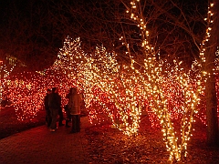 035 Toledo Zoo Light Show [2008 Dec 27]